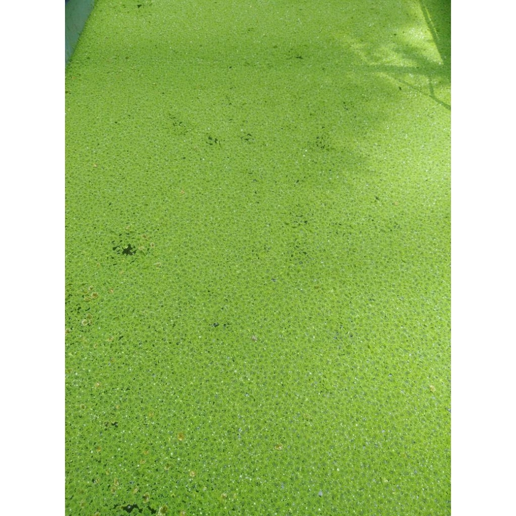 Azolla micropylla 1kg