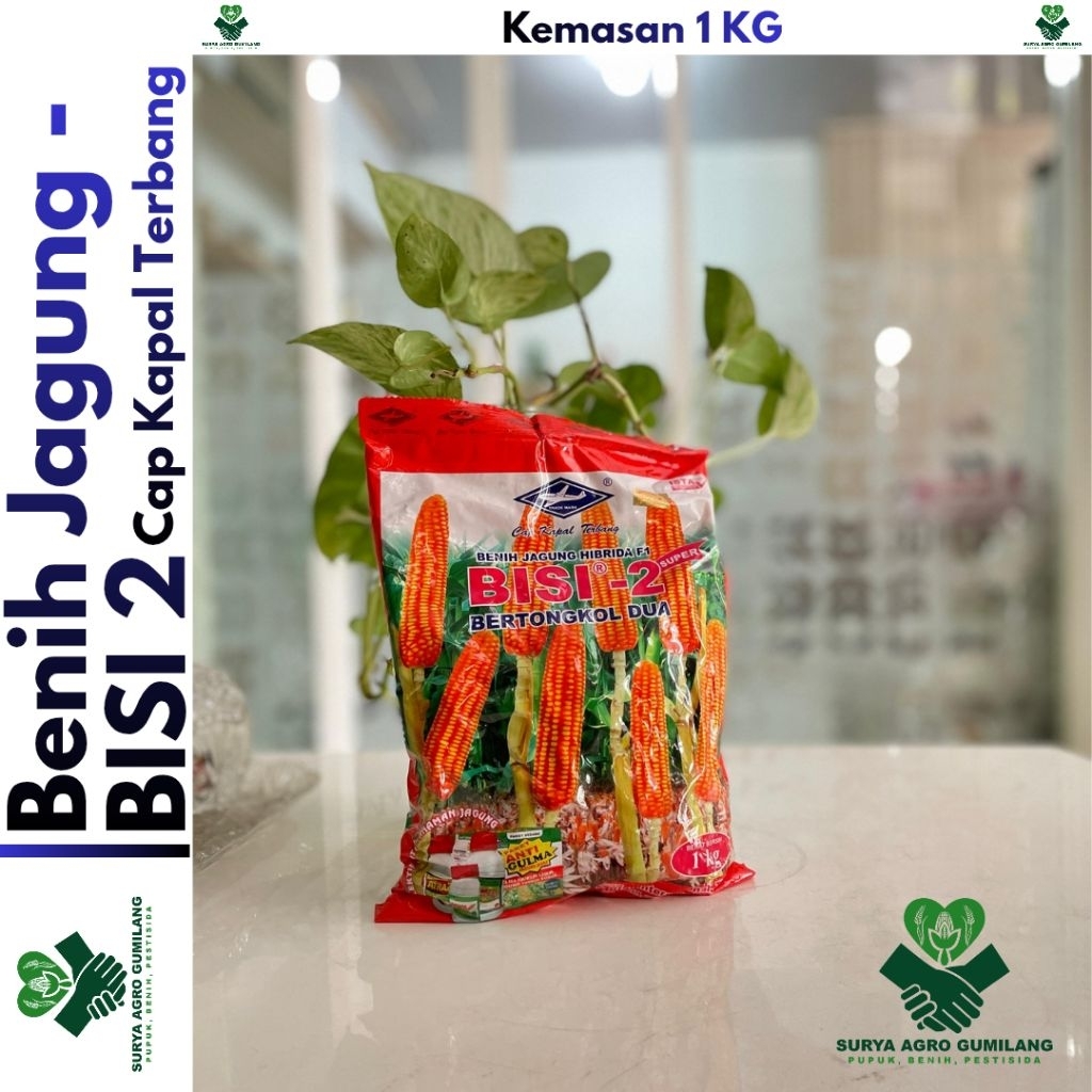 Benih Jagung BISI 2 kms pabrik 1kg | Jagung BISI 2 | Jagung Kapal Terbang