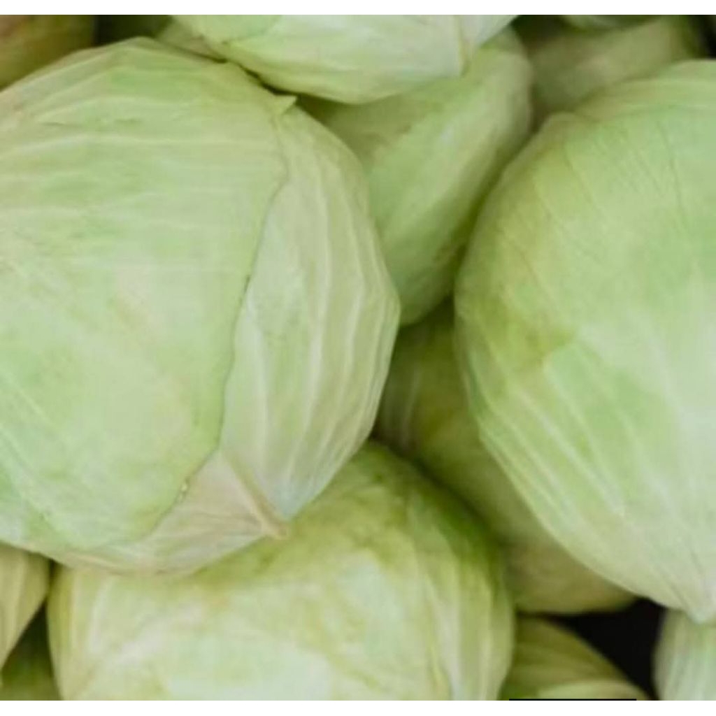 Kubis/sayur kubis segar fress