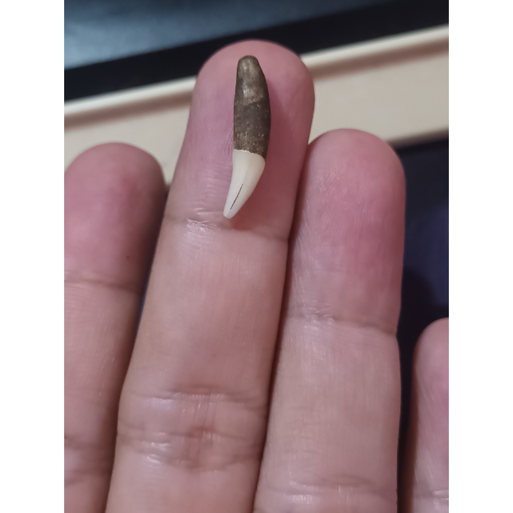 Fosil Taring Karnivora ( Kucing/Musang ) 100% Alami