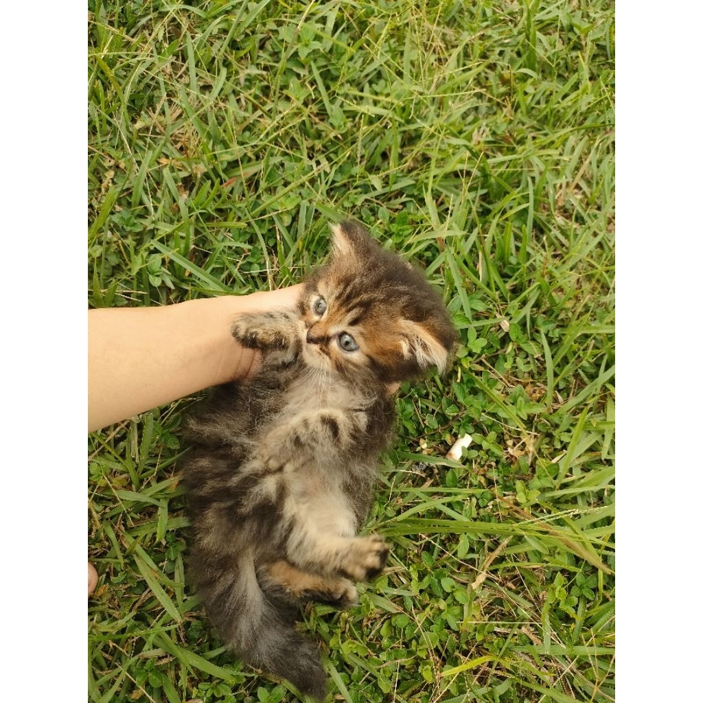 KUCING RAS PERSIA TABBY