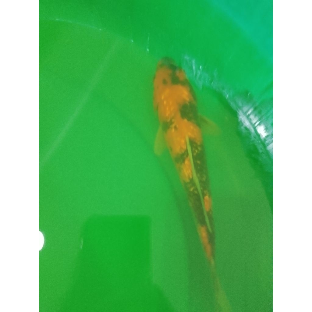 Ikan koi jenis Showa Ginrin 27cm bagus