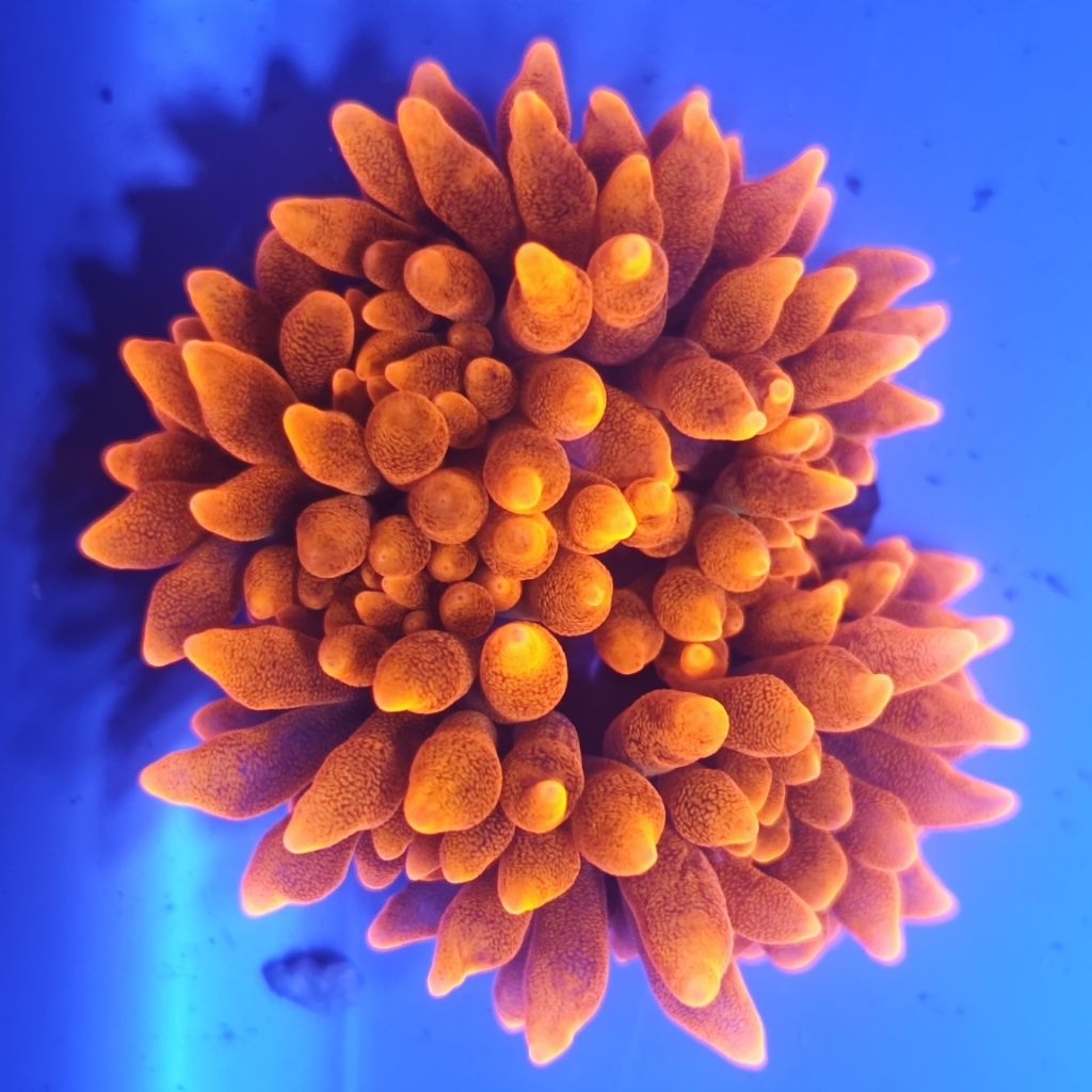 anemon jagung merah rbta rose sunburst rumah nemo aquarium laut