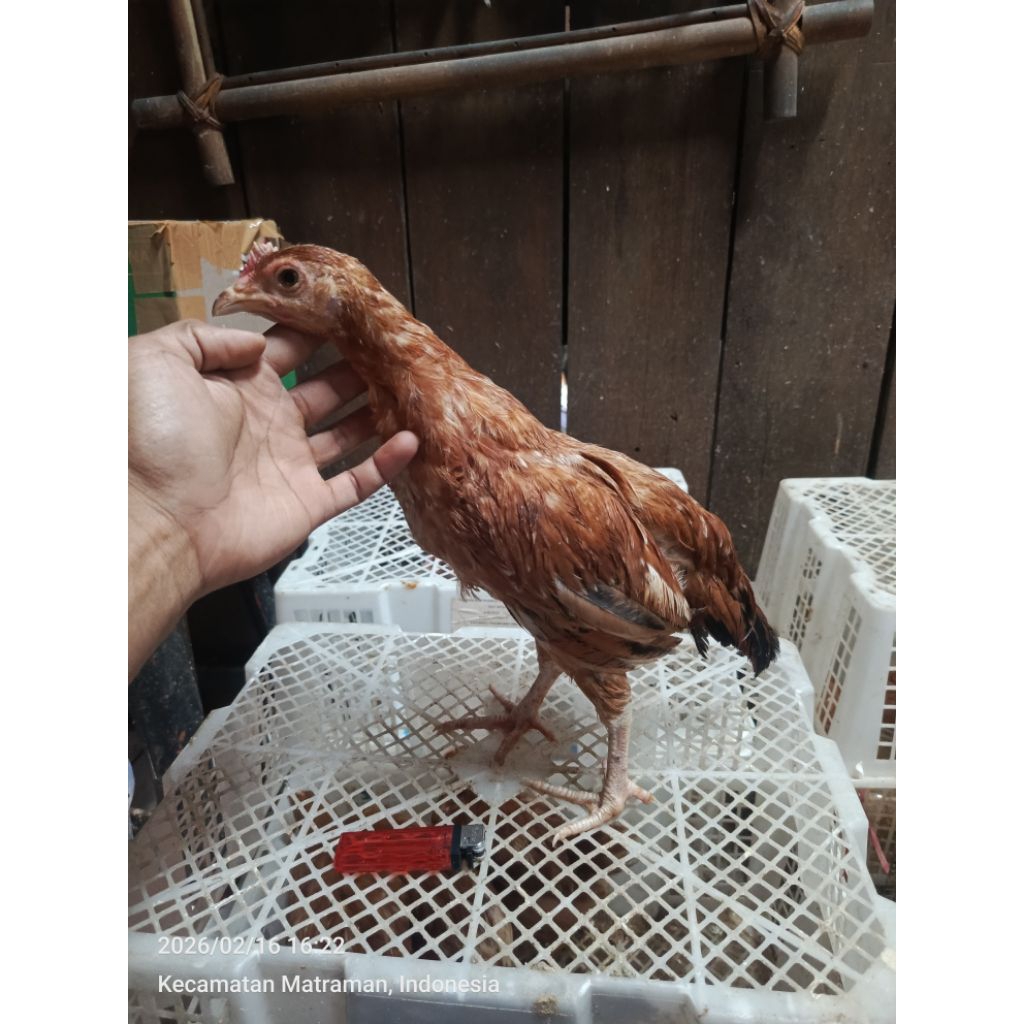 ayam arab elba petelur betina jantan