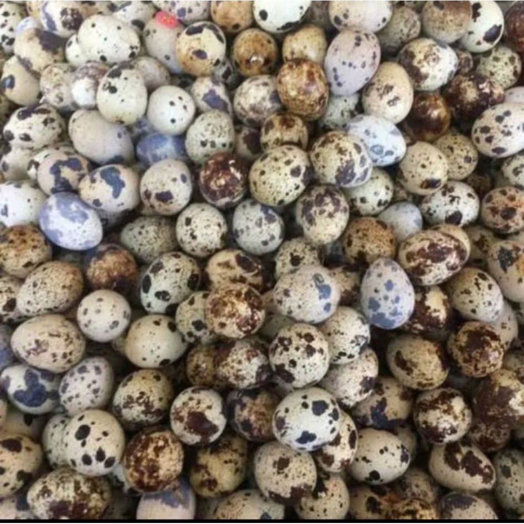 Telur puyuh rebus fress murah