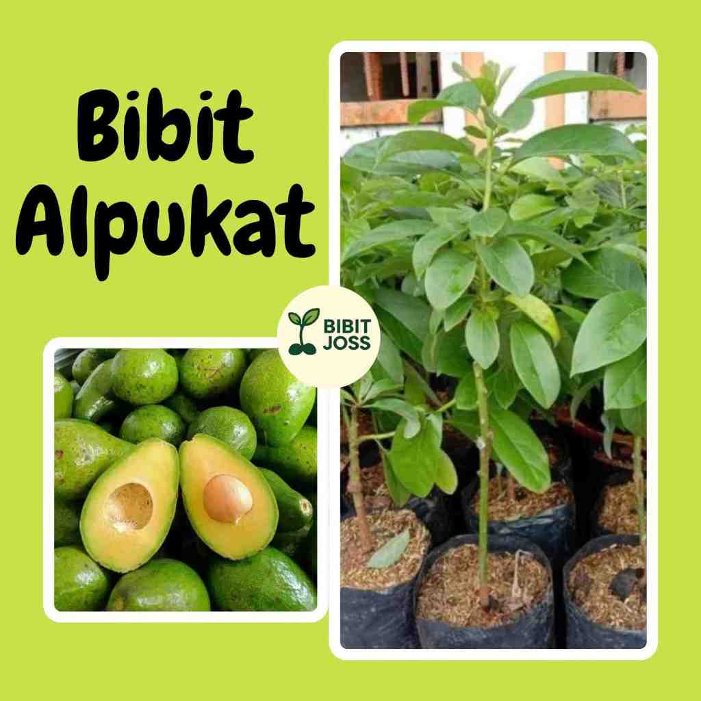 Bibit Buah Alpukat - Miki, Aligator, Kelud, Markus, Mentega, Tembaga, Yamagata, Non Biji (Tanpa Biji