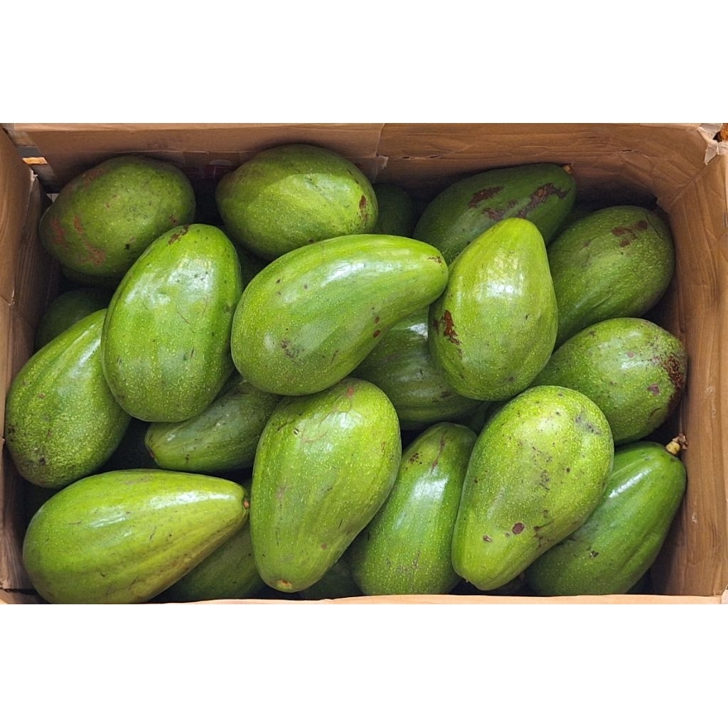 Alpukat aligator 1 kg isi 1-2 buah