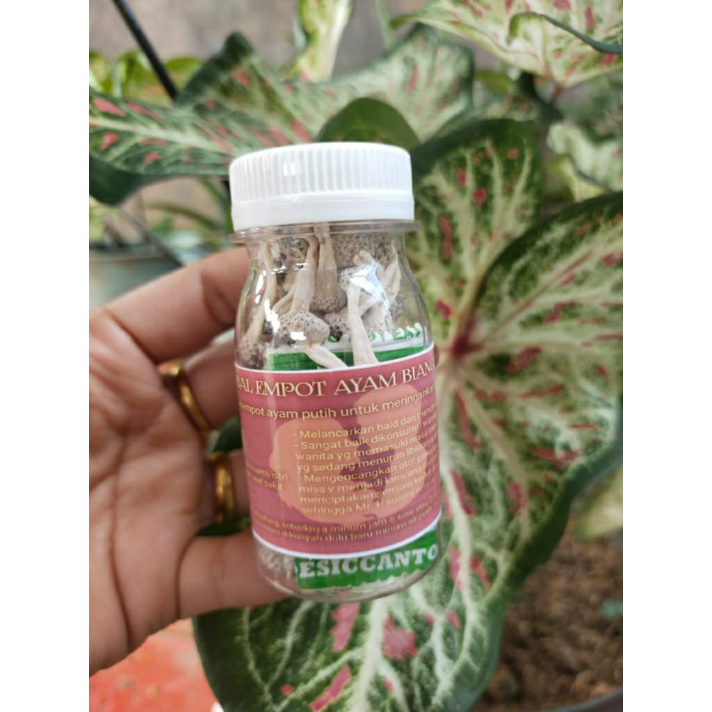 Twinzzff-Jamu Mpot Putih Tanpa Dipotong Asli Madura