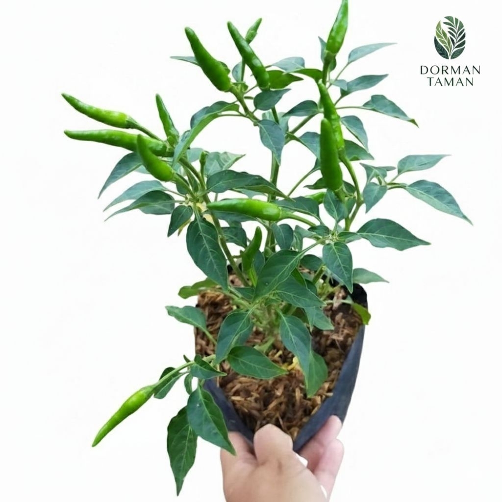 Tanaman Hidup Bibit Cabe Rawit Hijau - Cabe Rawit Pedas Berbuah Berakar Siap Di Tanam Dirumah