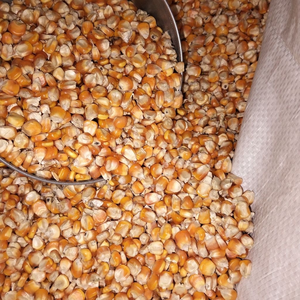 jagung Pipil Pakan Ayam 1kg