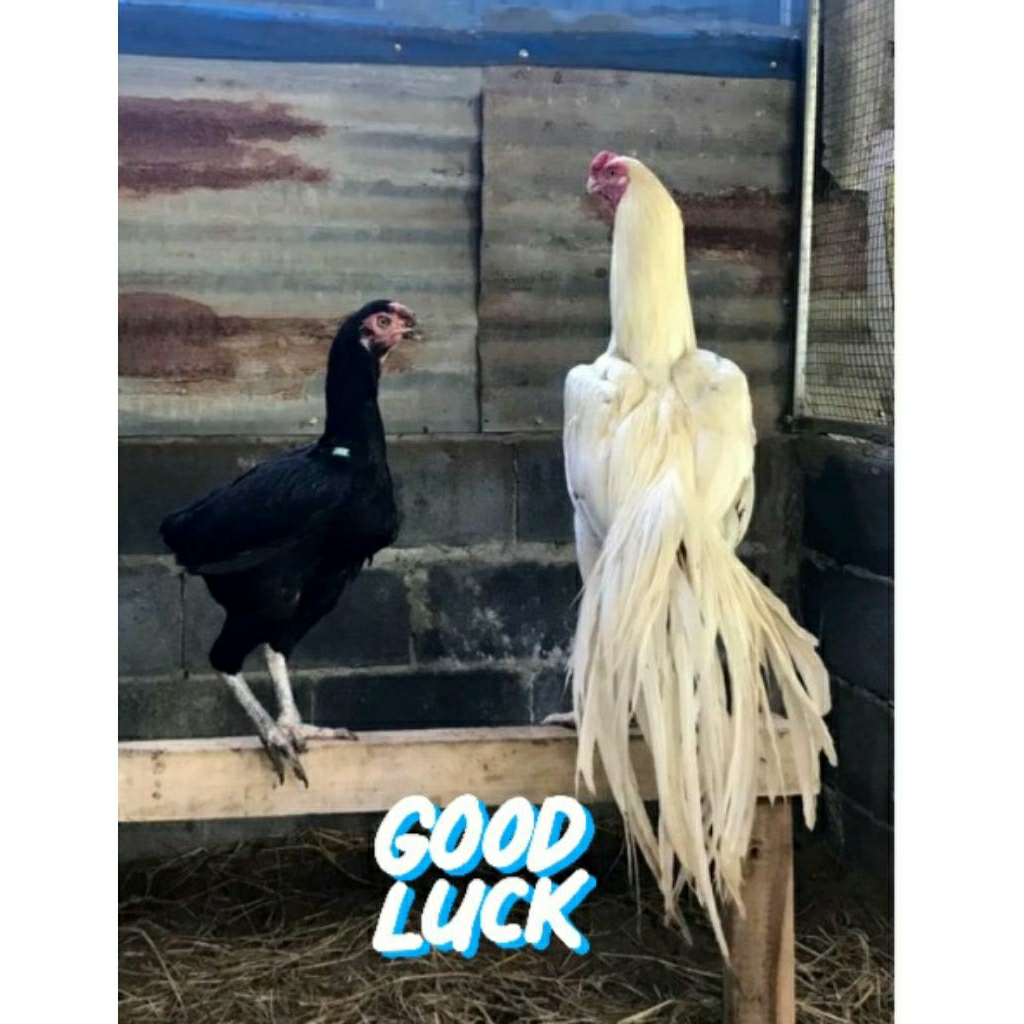 telur ayam aseel parot white long tail berkualitas di jamin menetas