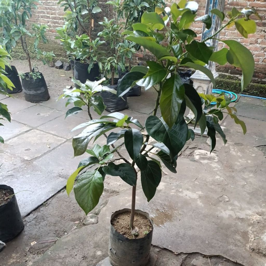 Bibit alpukat Markus batang besar