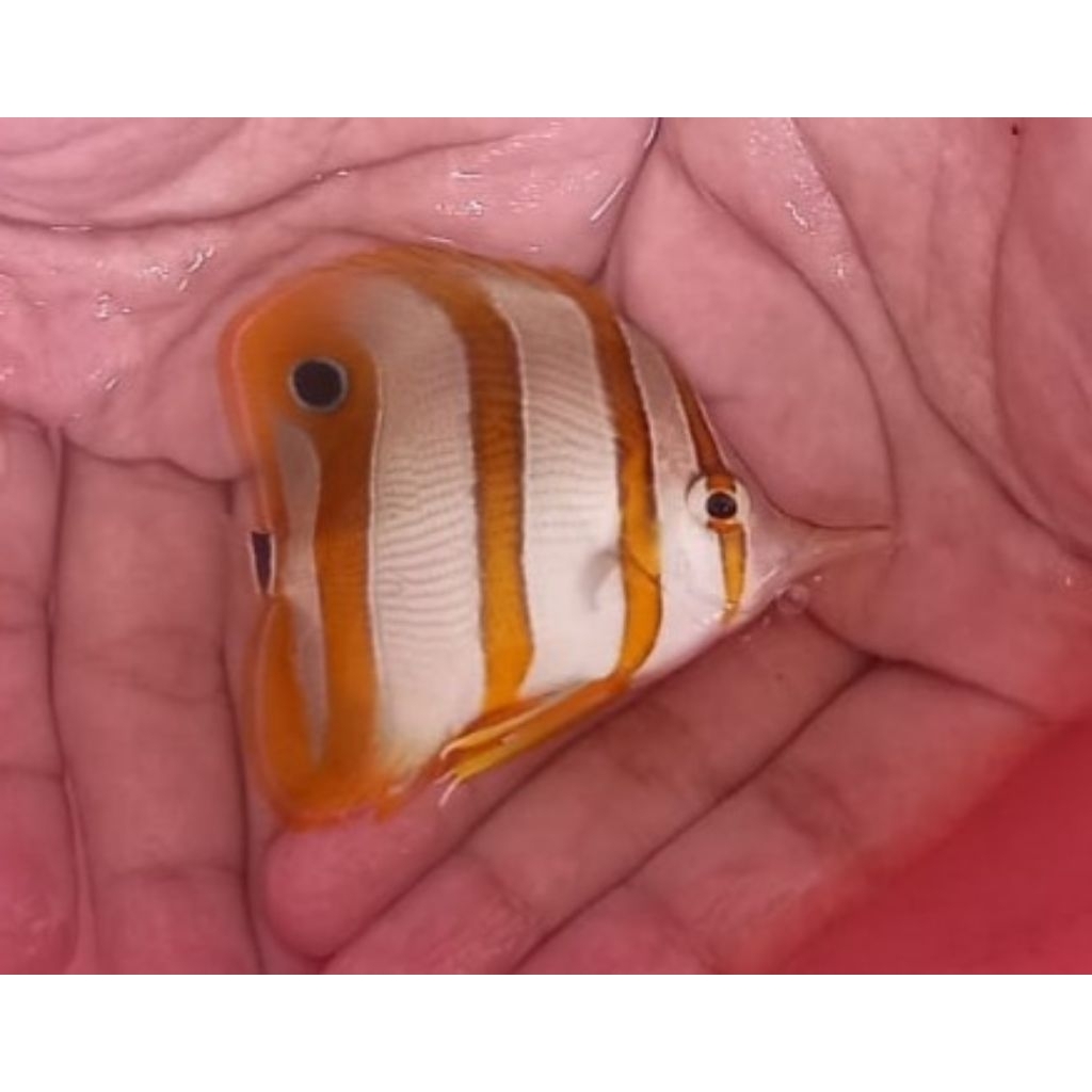 Ikan Hias Air Laut Jenis Kepe Monyong B
