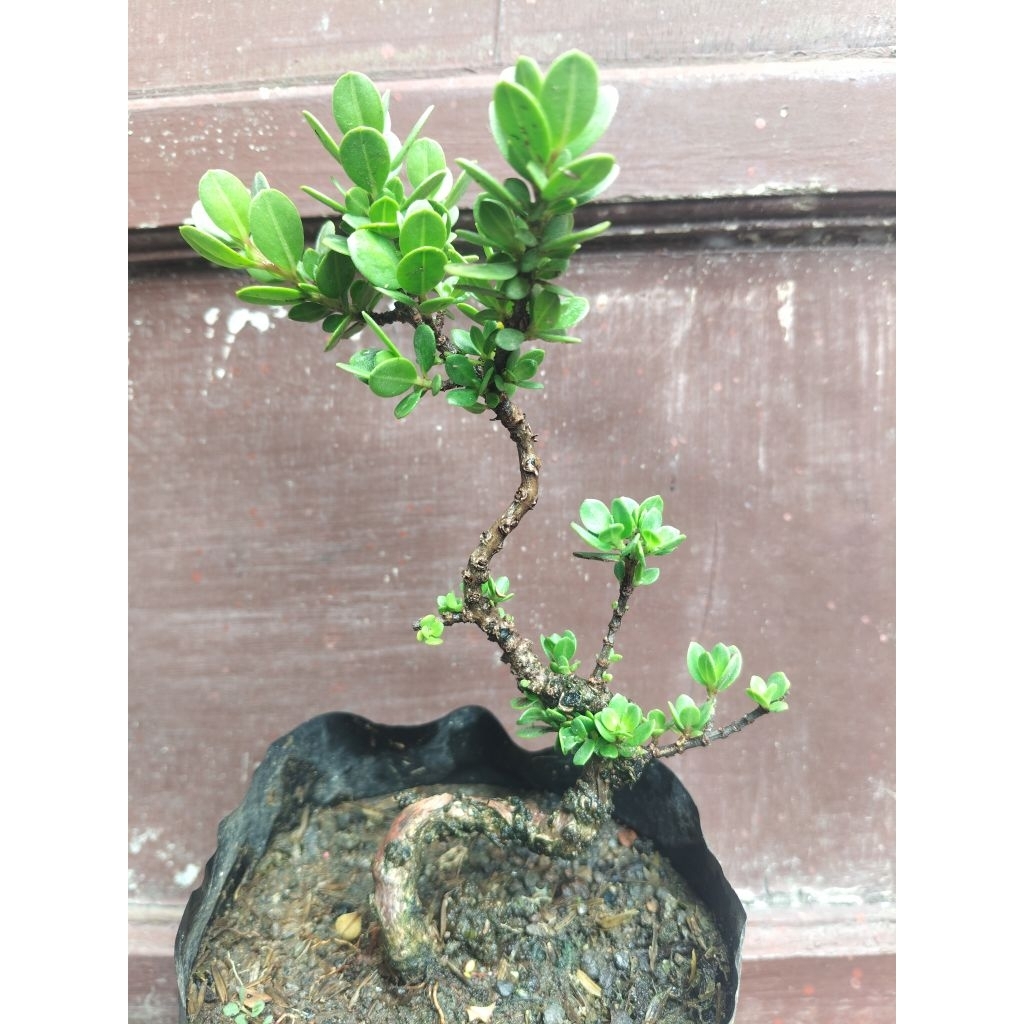 (sesuai gambar) Santigi mawar mikro