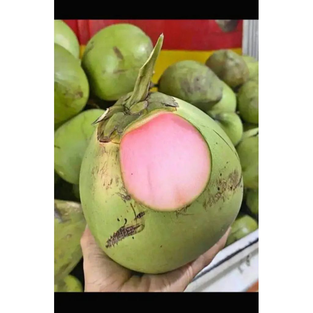 Kelapa muda wulung segar 1 pcs untuk obat tradisional