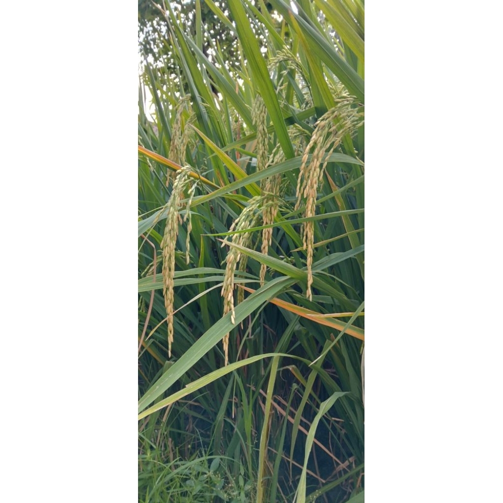 bibit padi Ciherang sugih 5 Kg