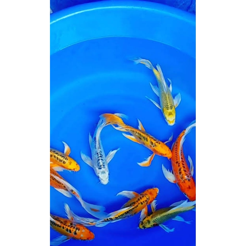 asli impor koi Blitar slyer kumpay 19-21cm besar vidio asli vitamin super original ikan hiyas dekora