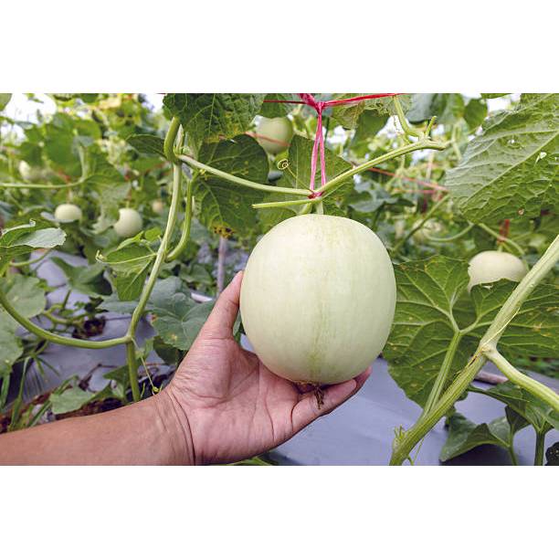 HASIL UNGGUL BENIH MELON MADU PUTIH