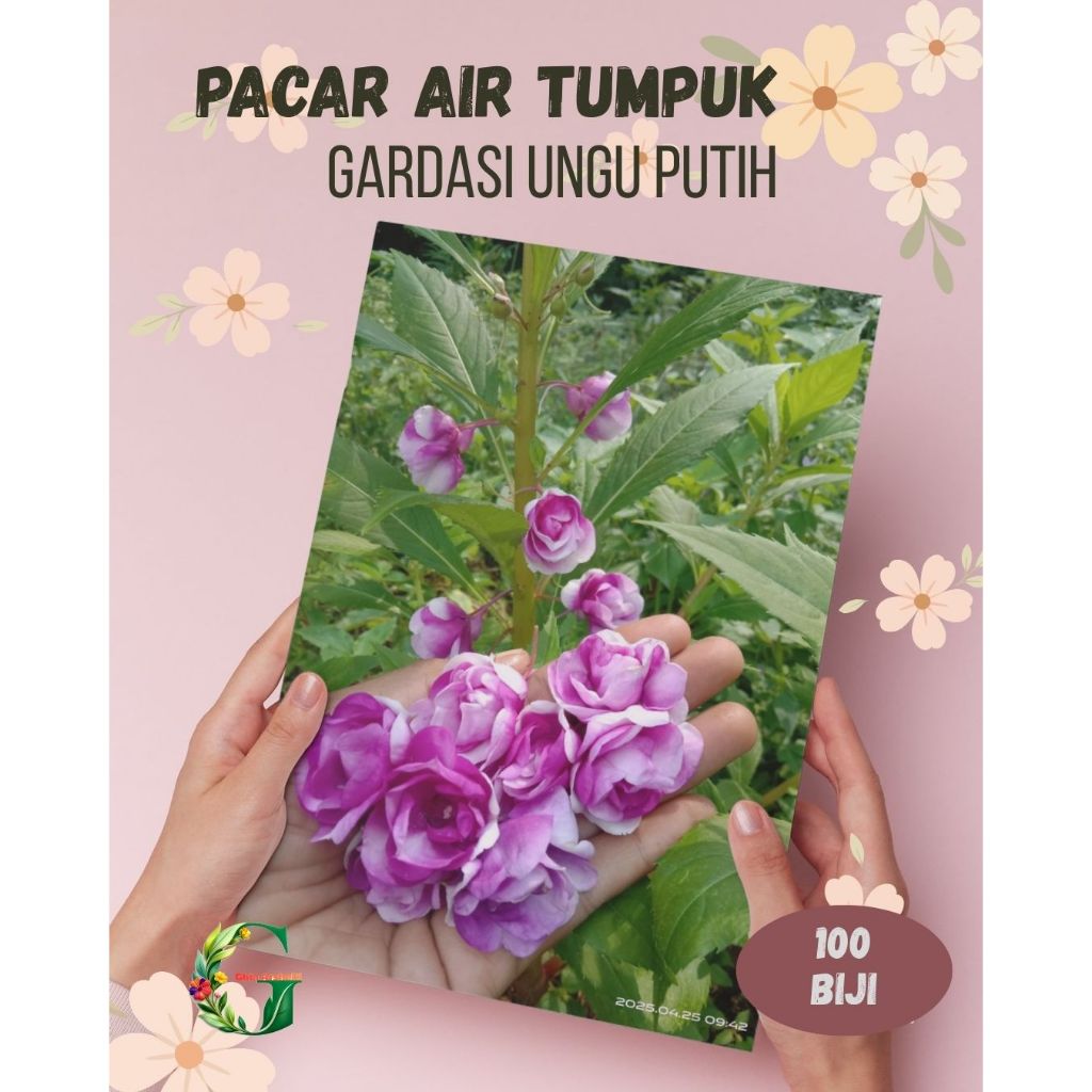 100 Benih Bunga Pacar Air Tumpuk Impatiens Balsamina Gradasi Ungu Putih