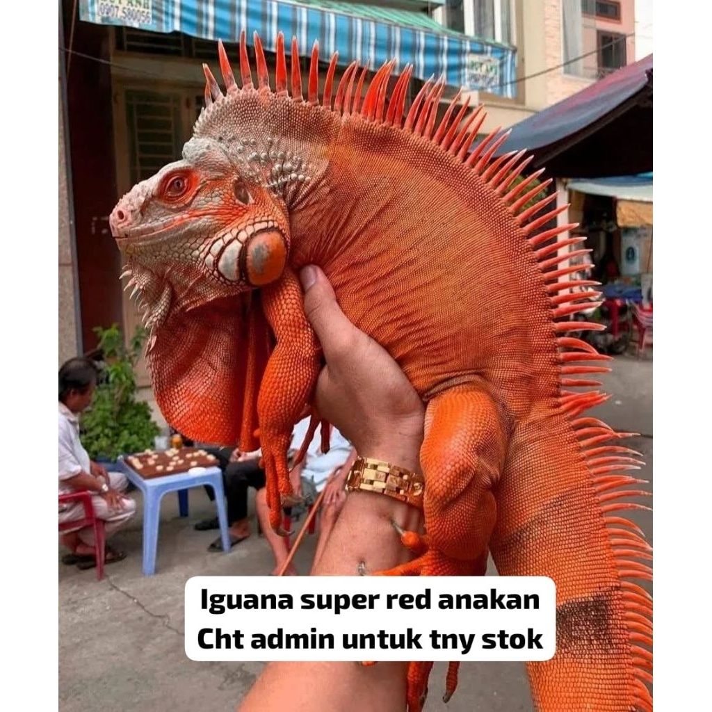 pakan "Iguana Baby Super Red"