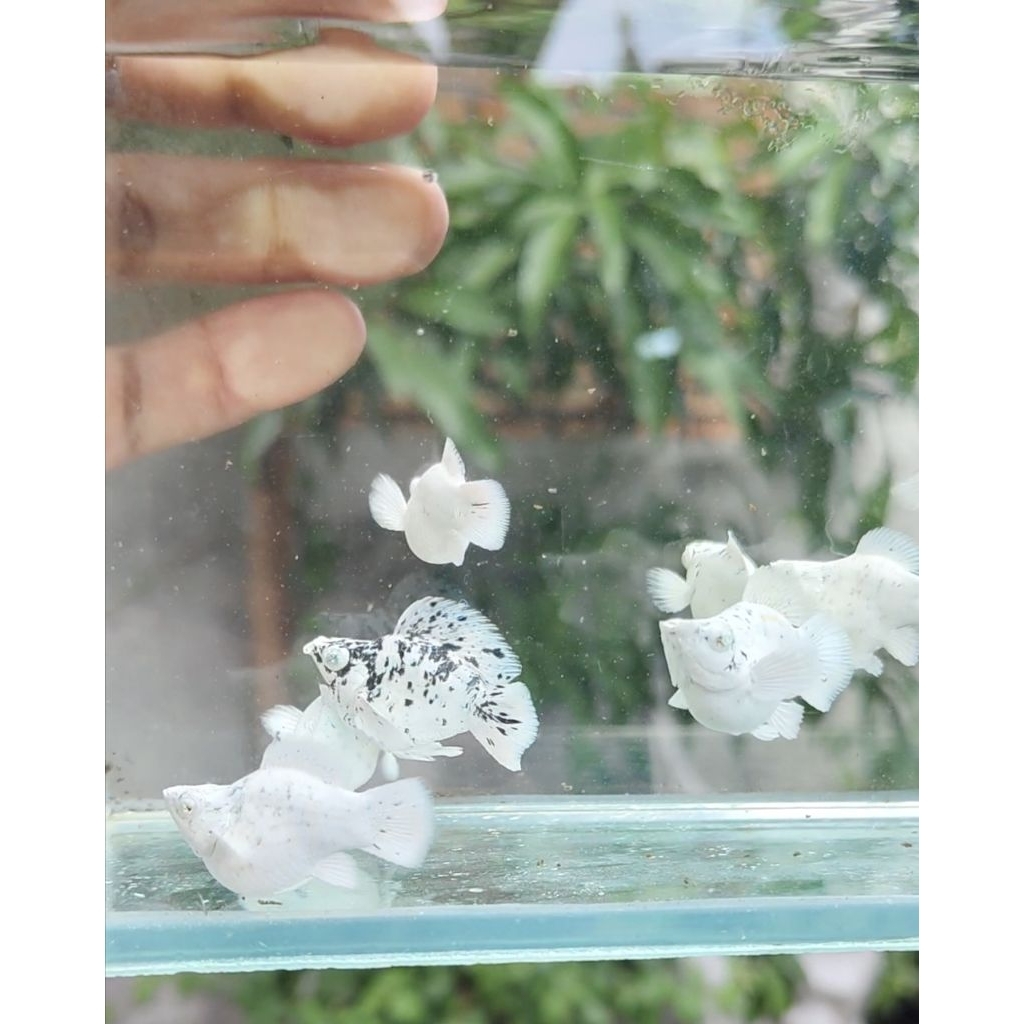 hiasan akuarium molly marble platinum rountail crystal eye(mata biru)