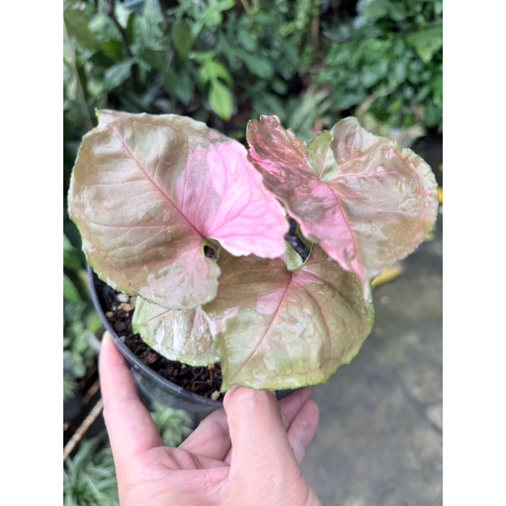 Syngonium Strawberry Ice