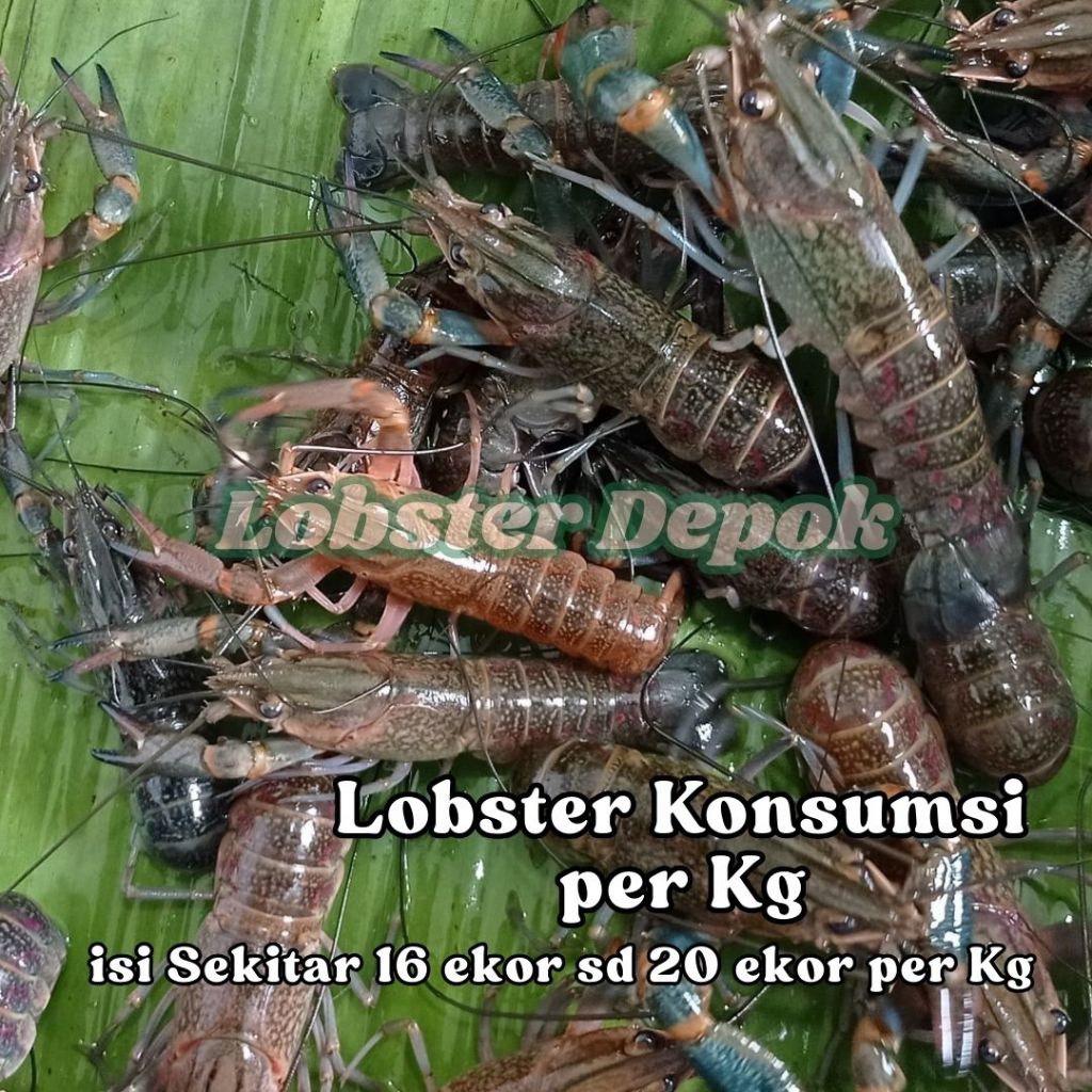 Lobster air tawar Konsumsi Hidup  1 kg