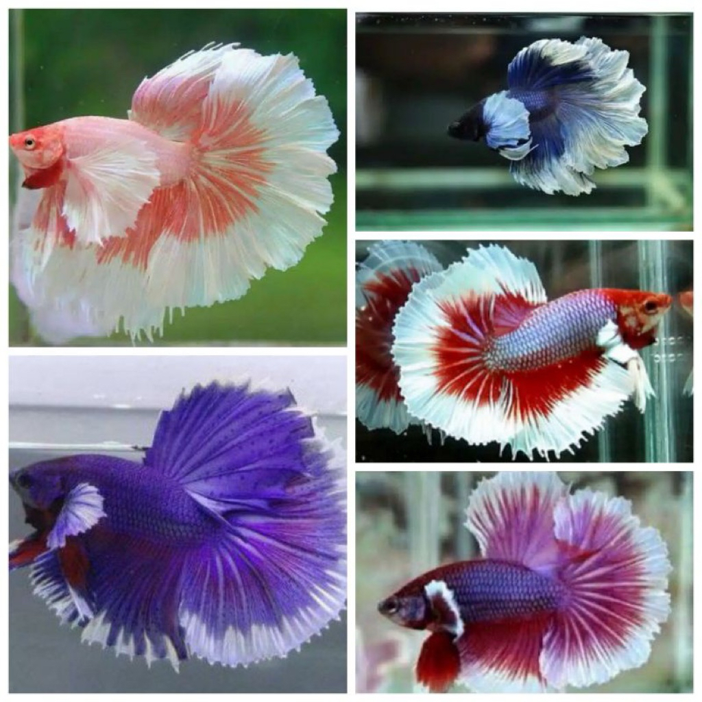 ikan cupang halfmoon big ear / ekor bulan dumbo ear cantik warna warni tersedia jantan dan betina mu