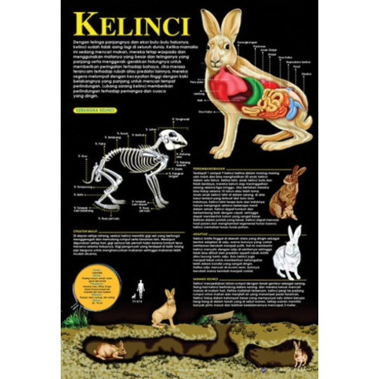 Poster Kelinci / Anatomi Hewan