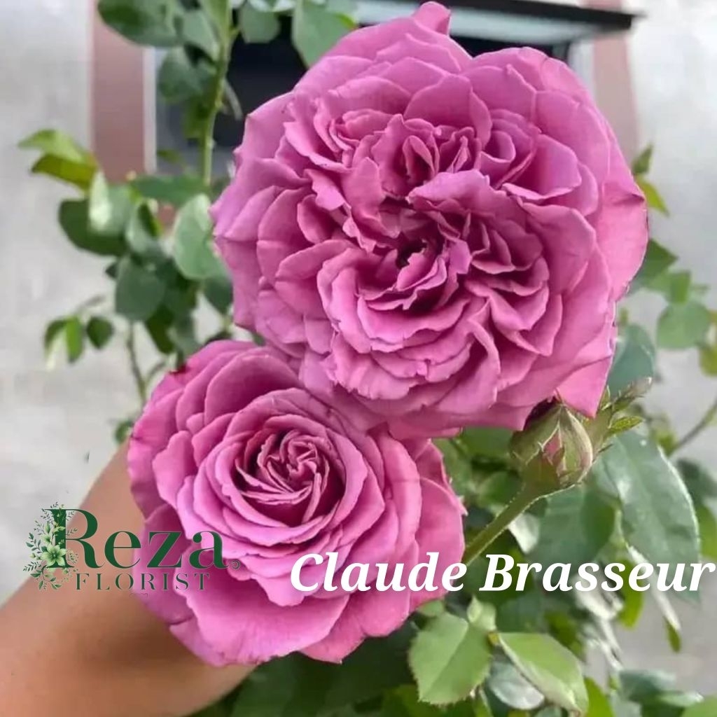 Tanaman Hias Bunga Mawar Import CLAUDE BRASSEUR Beraroma Wangi