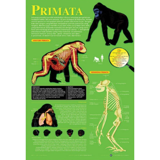 Poster Primata / Anatomi Hewan