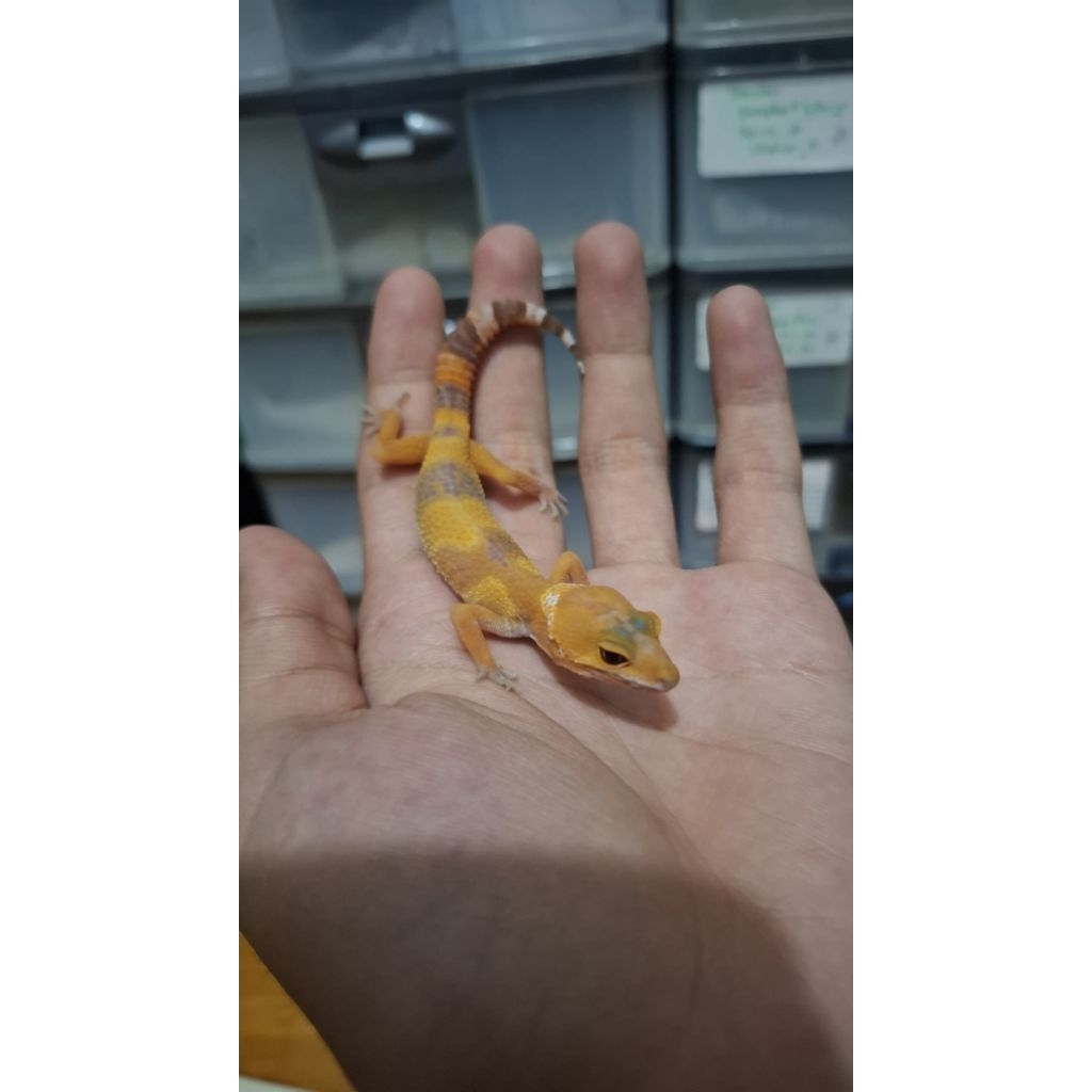 Leopard Gecko Male - Sunglow - Usia Juve Sehat Imut Mulus