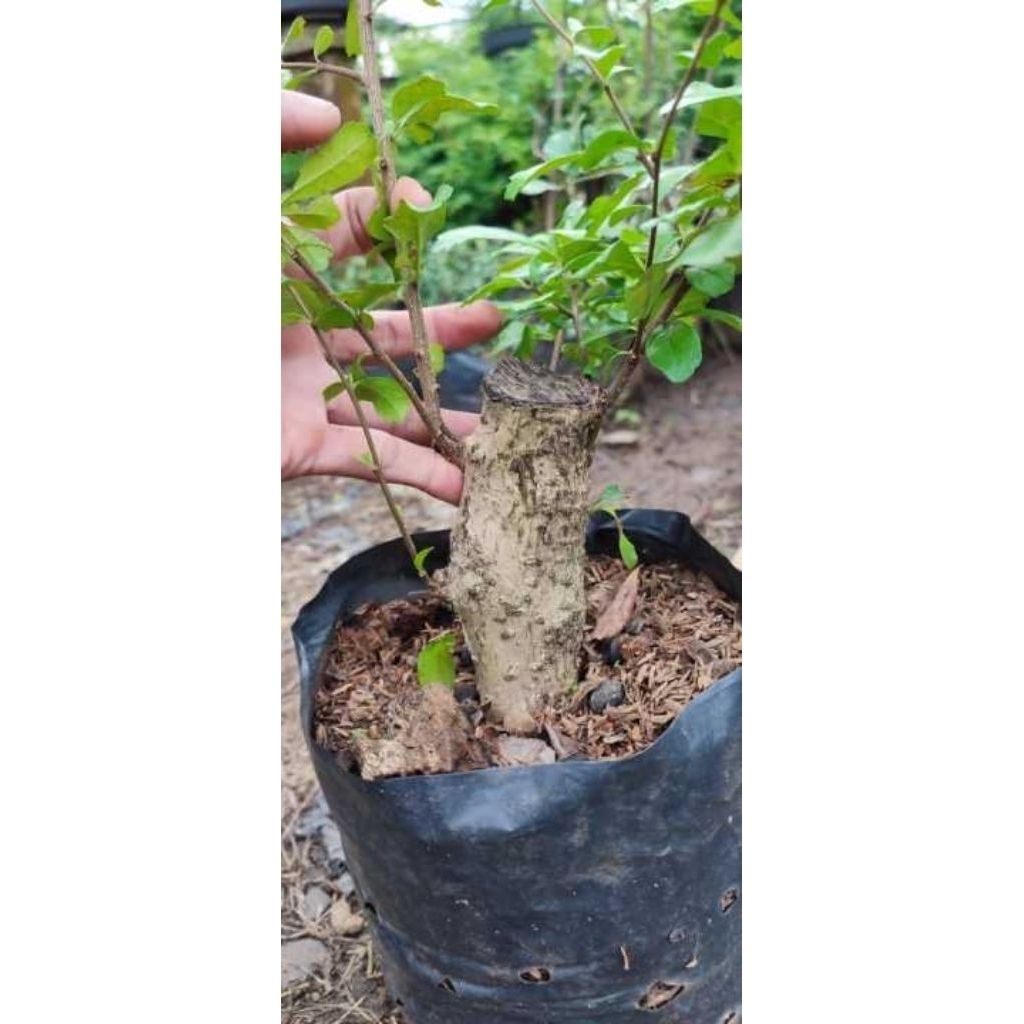 Bonsai hokiantea bunga size besar rawatan bahan bagus untuk ground