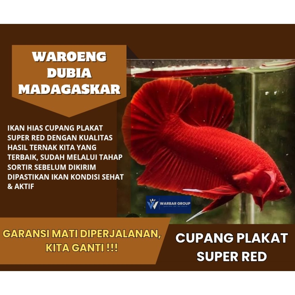 Ikan hias cupang plakat super red KUALITAS GRADE A ( GARANSI )