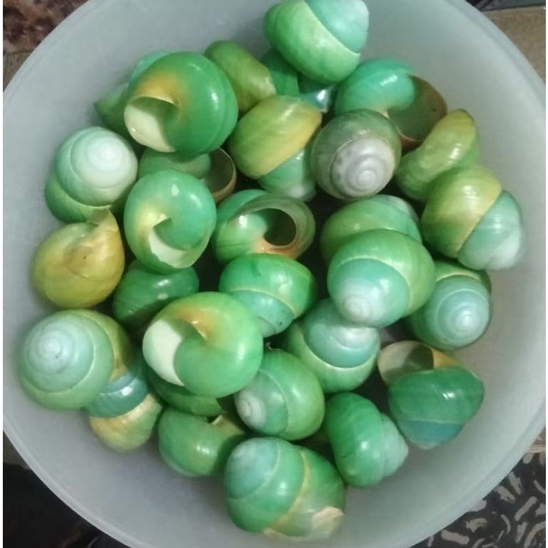 Cangkang keong darat asperitas pollymarpa per biji