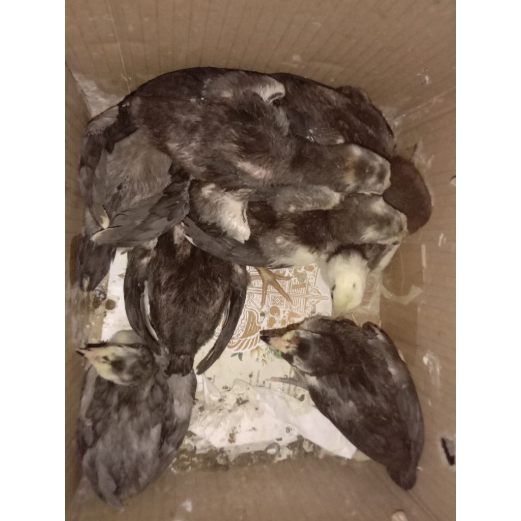 anak ayam (asli) Bangkok klasik ekor lidi. Baca deskripsi sebelum CO