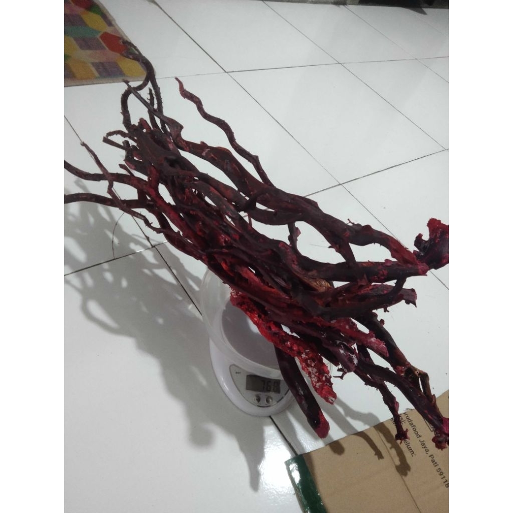 bahan akar Bahar merah size telunjuk