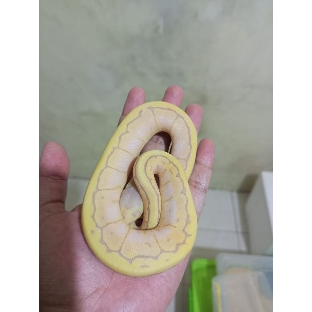 mainan anak ball python banana pinstripe