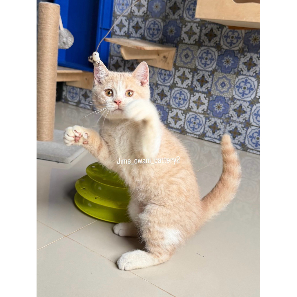kucing Bsh