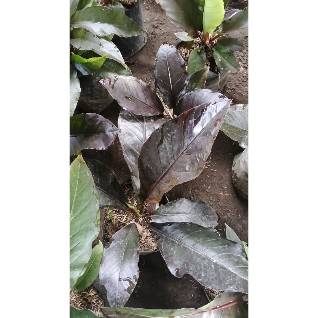 anturium hukery black cobra