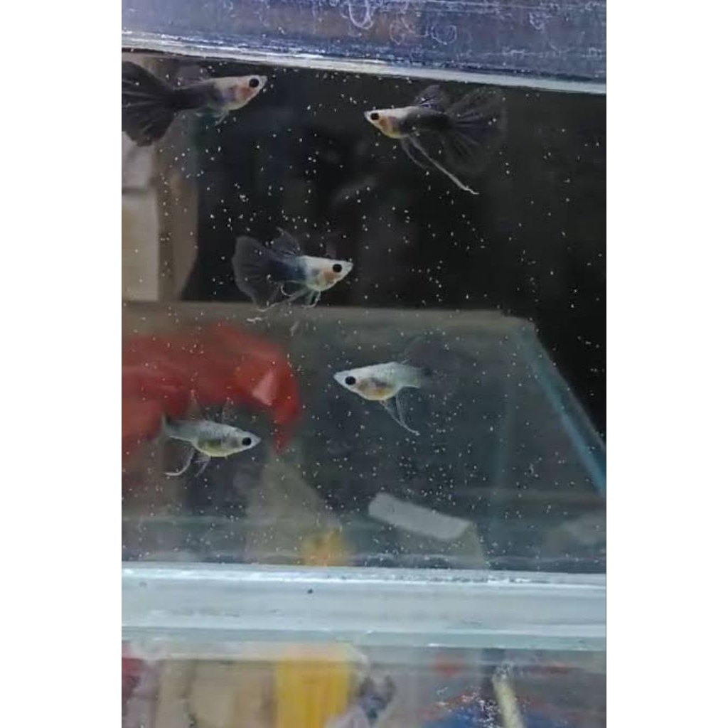 Aksesoris guppy (Hb blue glass belly Ribbon ) 1pair