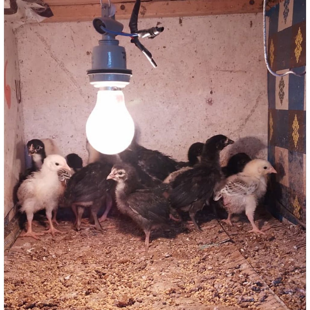 DOC Ayam BlackPermud3 ( BP3)
