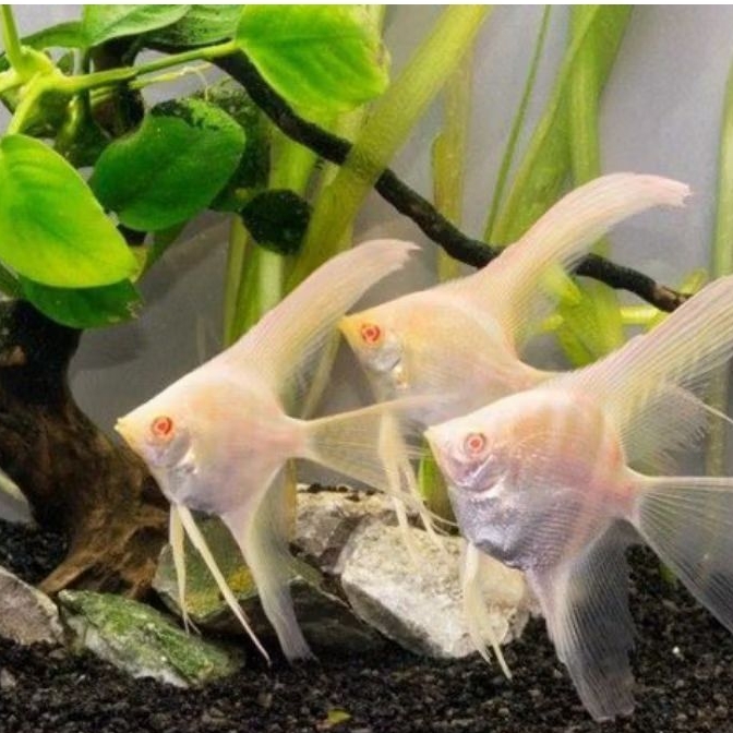 Manfish Red Eye Slayer 3 cm - Filter Aquarium