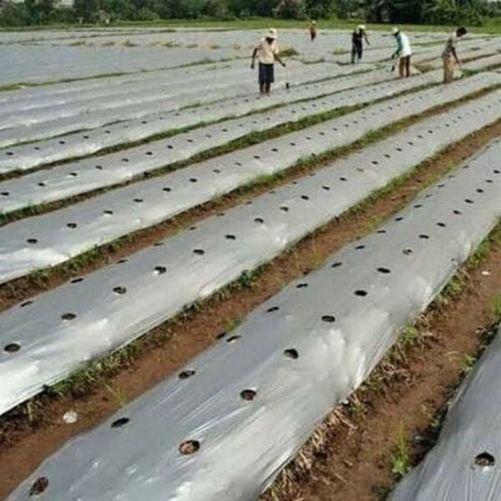 Plastik Mulsa Pertanian Lebar 120cm