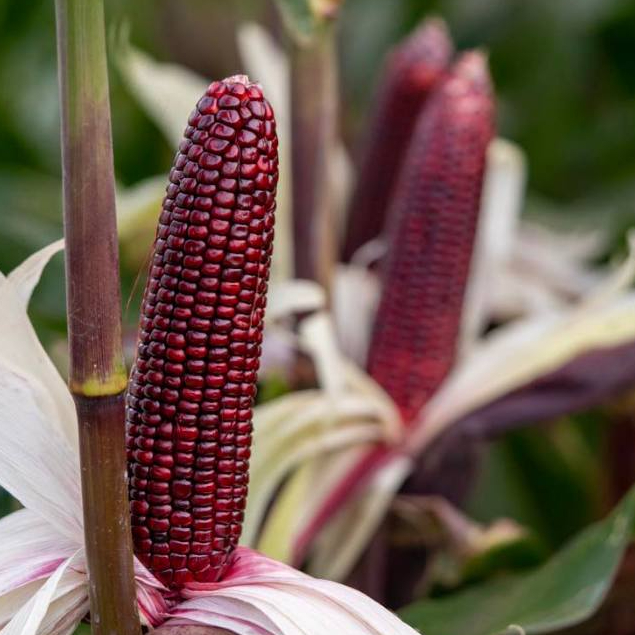 COD - BENIH JAGUNG KETAN HITAM