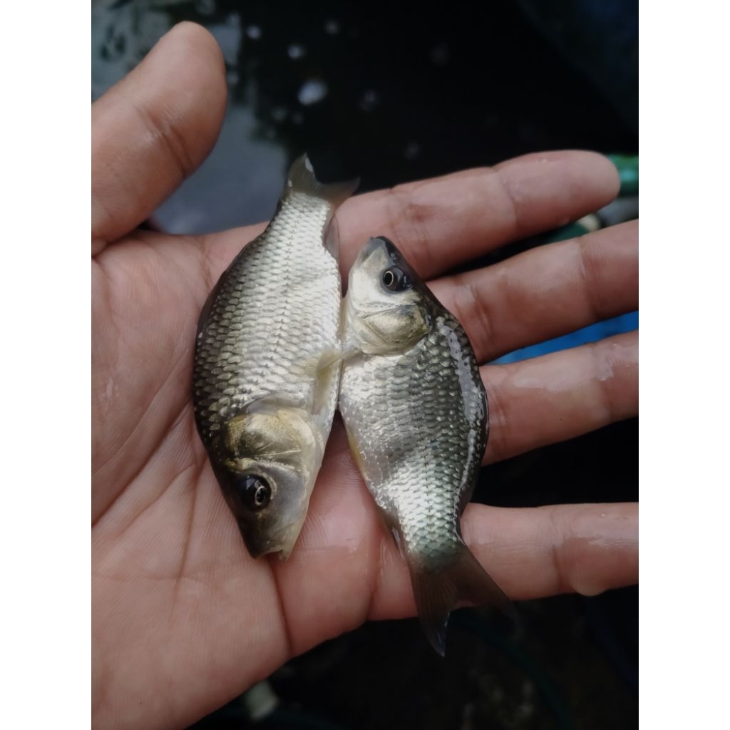 Bibit ikan mas konsumsi