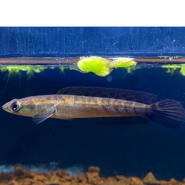 (Maru) Channa Yellow Sentarum Kualitas Kontes