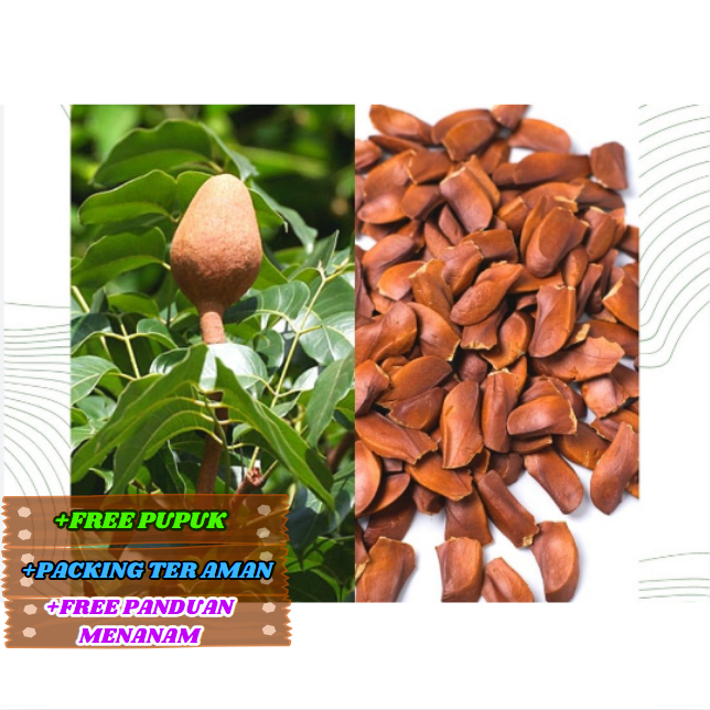 Bibit Pohon Kayu Mahoni Bibit ASLI Mahoni