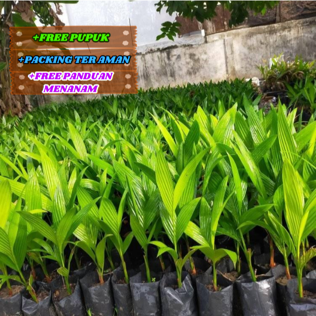 Bibit Pohon Pinang BETARA Kualitas Super Unggulan Asli