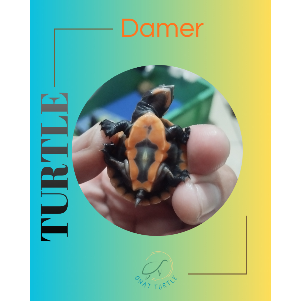 Kura Dada Merah (damer)